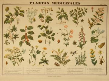 Plantas medicinales