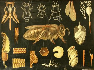 Abeja